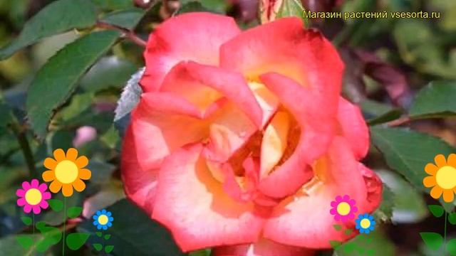 Роза флорибунда Бетти буп. Краткий обзор, описание характеристик, где купить саженцы Betty Boop смотреть онлайн