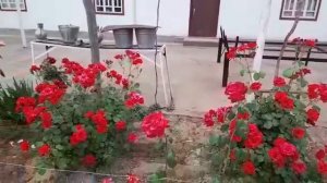 роза видео аператер хасанбой дусматев дустим дустим д жайхун