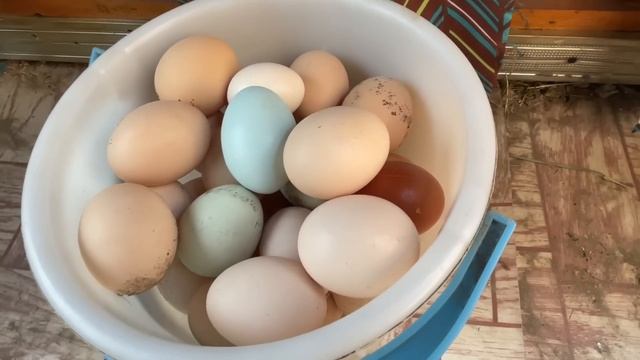 Почему куры несушки НЕ ХОТЯТ НЕСТИСЬ в гнездо