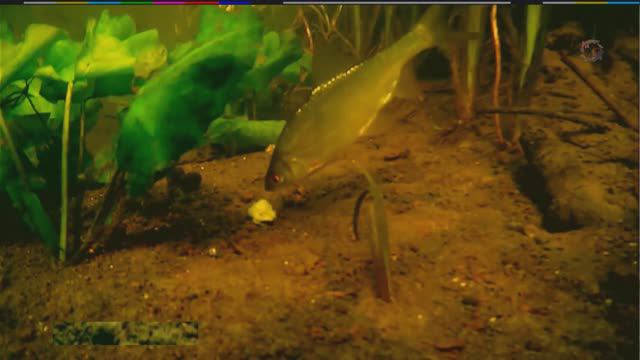 Рыбалка на речке. съёмка в динамике смотреть онлайн