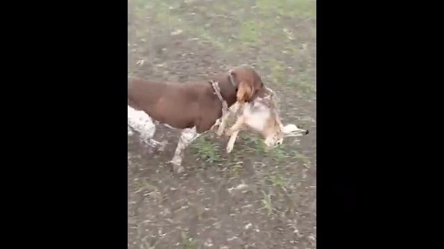 Курцхаар на зайца смотреть онлайн