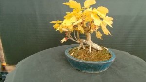 Краски осени 2020 бонсай на улице смородина красная Ribes rubrum 2020год