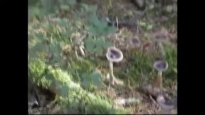 Грибы Рядовки Белые, Серые и другие.  Гигрофоры - Бабушкины любимые грибочки.