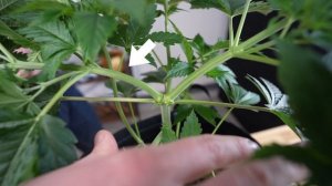 LOW STRESS TRAINING - LST