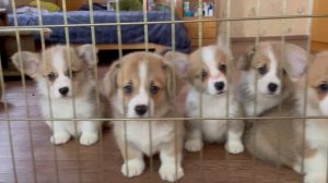 Корги-щенки из Ангарии!