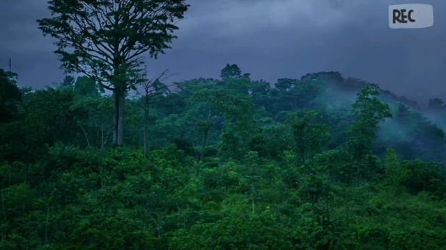 Дожд ||| Звук дождя и раскаты Грома для глубокого Сна смотреть онлайн