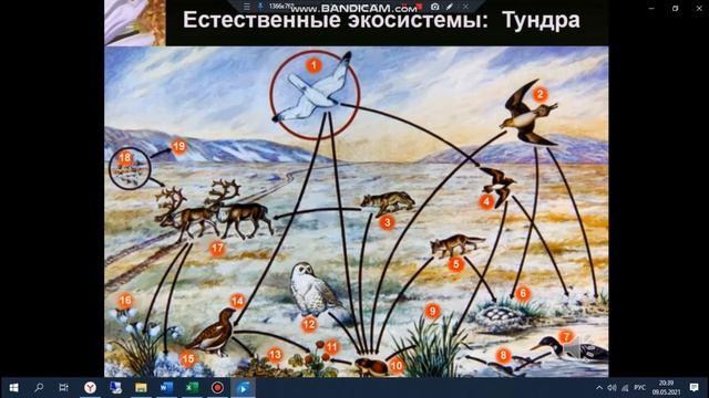 Открытый урок естествознания в 5 классе."Виды экосистем.Искусственные и естественные". Логинова А.А