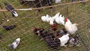 Ярмарка-выставка животных и птиц в станице Ленинградской