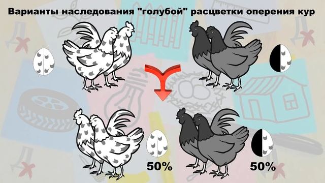Кроссы кур