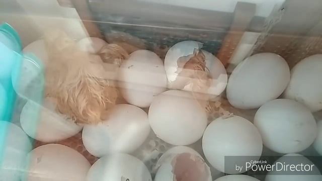 Самый надежный инкубатор OVO 78/ 13 мая 2018 г. смотреть онлайн