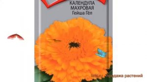 Календула махровая Гейша Гел (geysha gel) ? Гейша Гел обзор: как сажать, семена календулы Гейша Гел