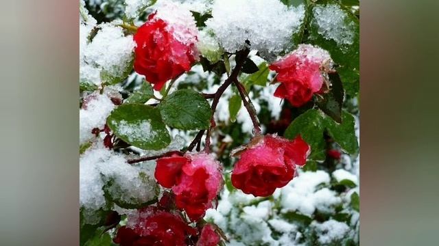 церковный праздник Архангель Михаил 21ноября смотреть онлайн