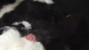 Паста для обезроживания "БезРогофф"