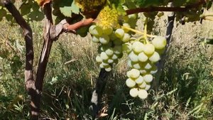 НЕУКРЫВНОЙ СОРТ ВИНОГРАДА МУСКАТ КАНАДА -28°C. ЛУЧШИЕ МУСКАТНЫЕ СОРТА ВИНОГРАДА.