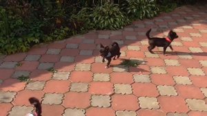 Шоколадные ЩЕНКИ чихуахуа  5 месяцев