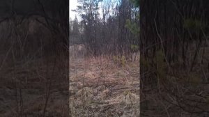 Свист рябчика
