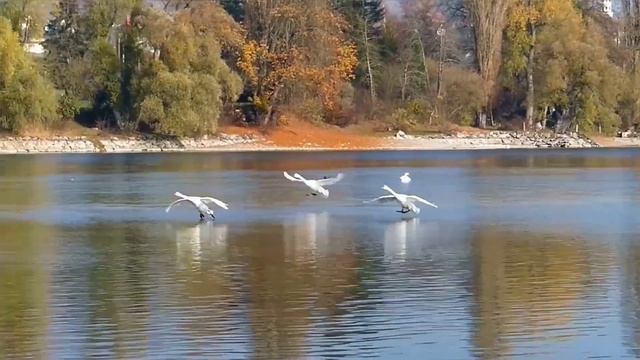 Осенняя Прогулка к Друзьям 2541 HD смотреть онлайн