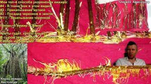 Укоренение инжира черенками. Проращивание черенков инжира. Как укоренить инжир. Размножение инжира.