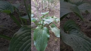 хоста T-rex,хоста гігант