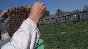 Работы на пасеке. Делаем отводки на маточник