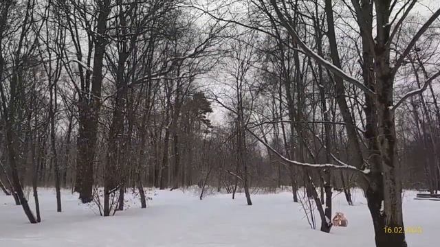Главный ботанический сад имени Н. В. Цицина РАН 16.02.2023