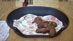 Я Такса ?DAY 24.Щенки таксы онлайн ? Dachshund puppies online