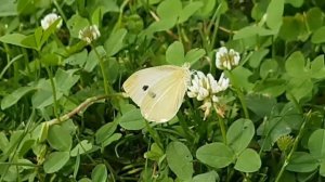 Schmetterling / Бабочка / Butterfly