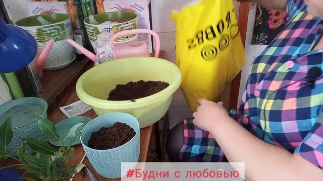 Как избавиться от щитовки у лавра смотреть онлайн