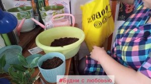 Как избавиться от щитовки у лавра