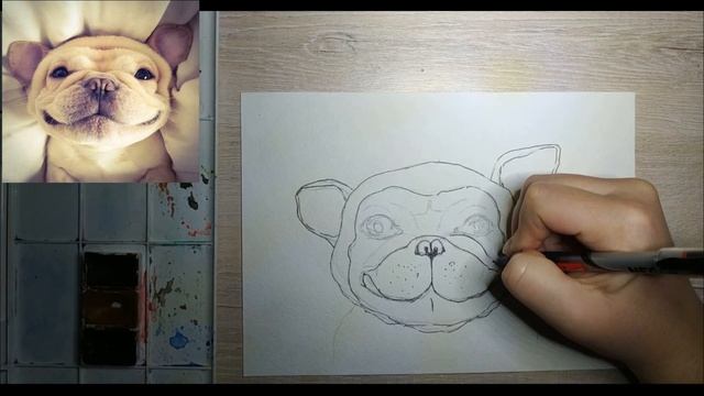 Как нарисовать Бульдога акварелью. Уроки рисования. Скетчинг для начинающих.15-ти минутка!