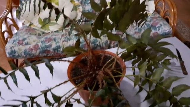 Часть 1 |папоротник | циртомиум