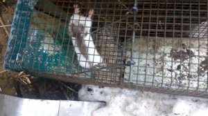 ОЧЕРЕДНАЯ ЛАСКА ПОЙМАНА ЖИВОЛОВУШКОЙ