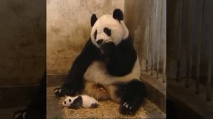 Панда испугалась / чихнула/ ржач