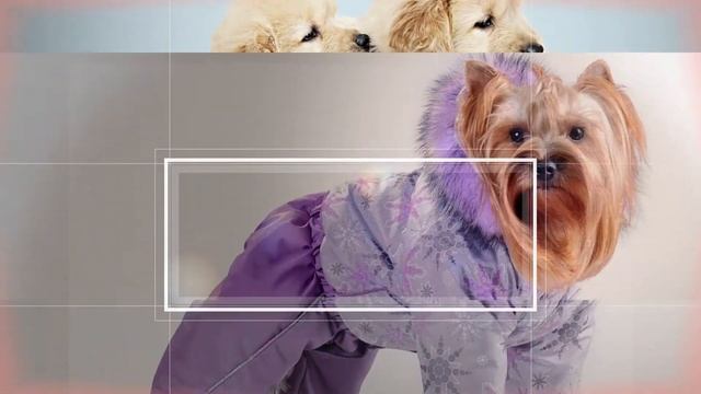 Комбинезоны для мелких собак жизненно необходимы в холодное время года. смотреть онлайн