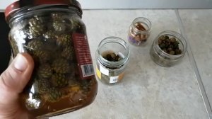 ПРАВИЛЬНОЕ ВАРЕНЬЕ ИЗ СОСНОВЫХ ШИШЕК НА МЕДУ