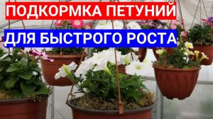 ВОЛШЕБНЫЕ КАПЛИ ДЛЯ ПЕТУНИЙ - ПОДКОРМКА ПО ЛИСТУ ДЛЯ РОСТА.ЧЕМ ПОДКОРМИТЬ РАССАДУ ПЕТУНИЙ