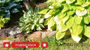 Хоста Sea Fire в саду