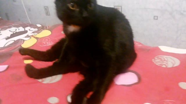 в каких только позах не сидят наши любимые домашние животные?! смотреть онлайн