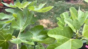 Инжир в контейнерах , завязались фиги .