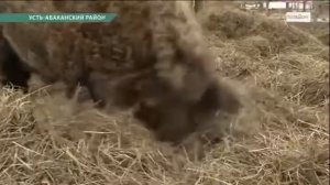 Венгерская мангалица Абакан