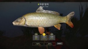 220809 악투바강 야생잉어 조황정보 Akhtuba River Wild carp Active Spot l 러시안피싱4 Russian Fishing 4 RF4