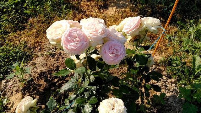 #РозаЗимостойкая #РозаКамелот #РозаПьерДеРонсар Роза Камелот для холодных регионов смотреть онлайн