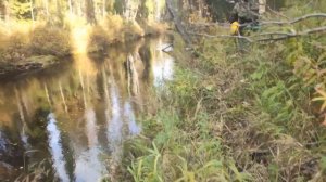 РЫБАЛКА НА ХАРИУСА В РЕСПУБЛИКЕ КОМИ. 18 СЕНТЯБРЯ.