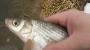 Рыба реки ОКА - ПОДУСТ2