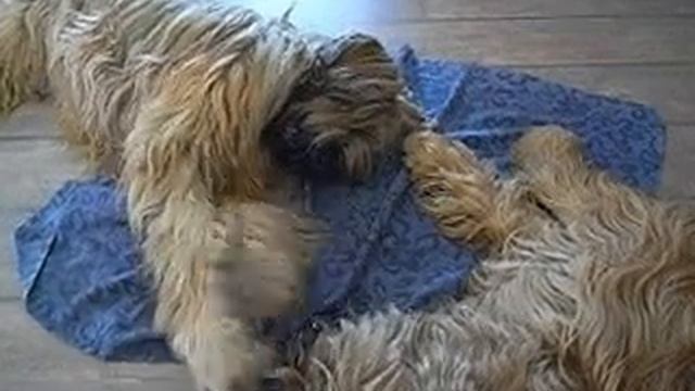 Изображение 604.avi смотреть онлайн