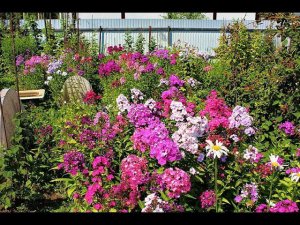 Флоксы Летний Дождик, Князь Гвидон