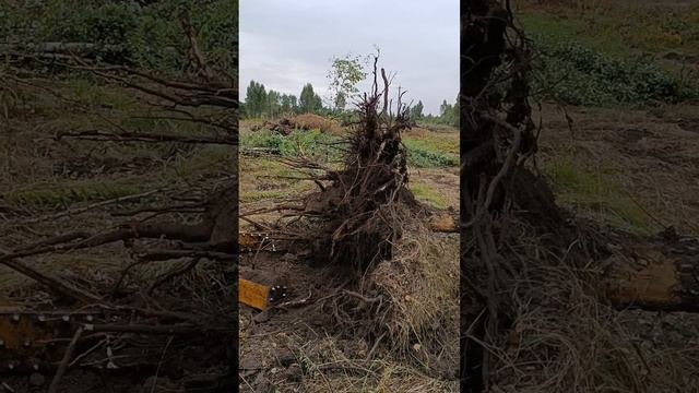 Корчевание деревьев. Непаханные 40 лет поля. Возвращаем в севооборот земли сельхозназначения.