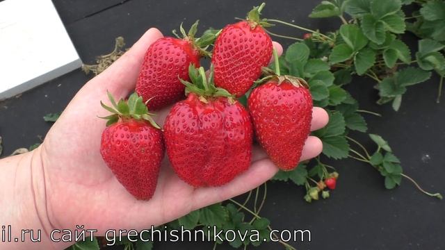 МАРИСОЛЬ ранний сорт клубники
