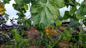 Обзор томатов Гейша F1, черри Краски F1.