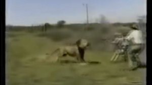 Лев атакует человека